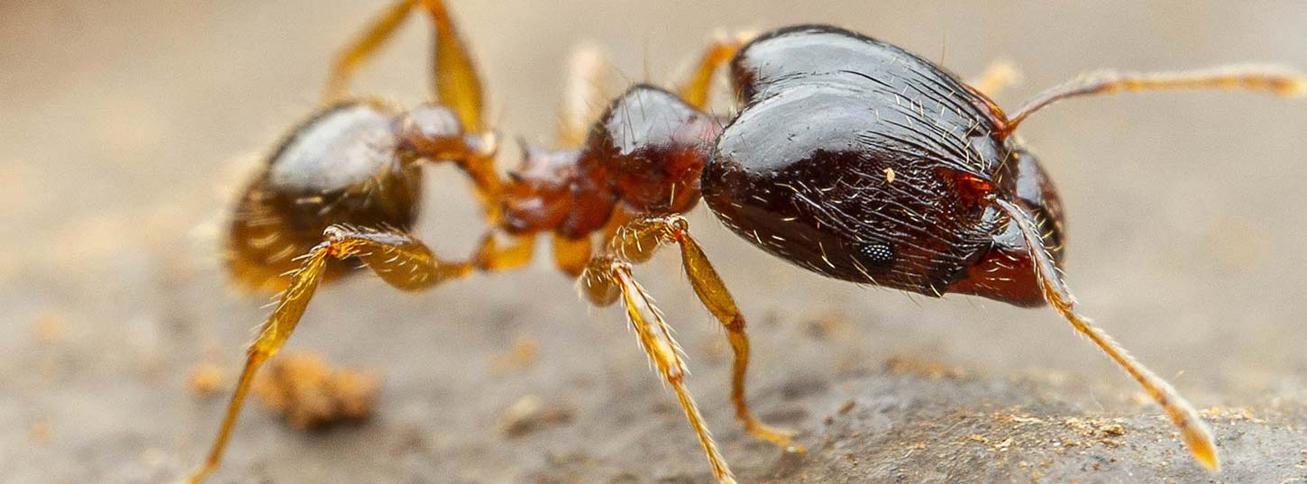 Coastal brown ant pest control adelaide
