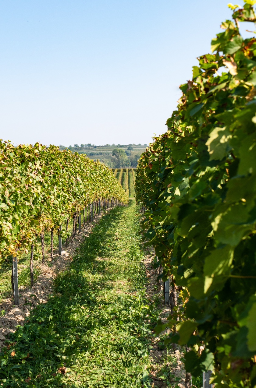 Commercial vineyards will benefit from regular pest inspections