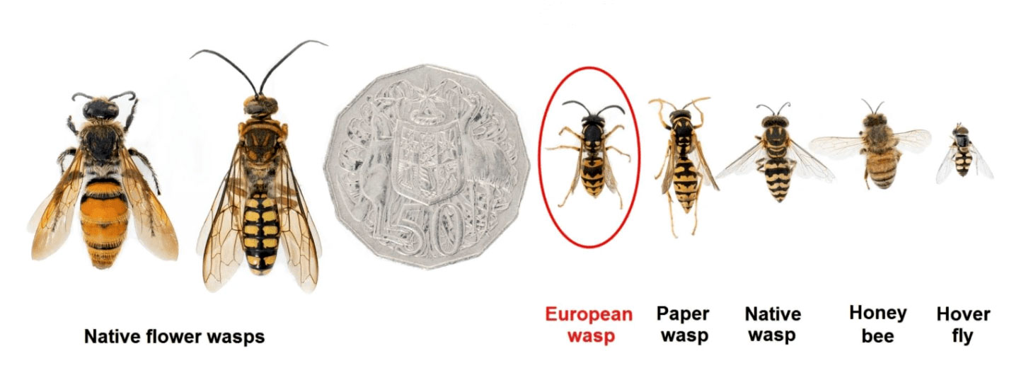 European wasp comparison chart - pest control adelaide