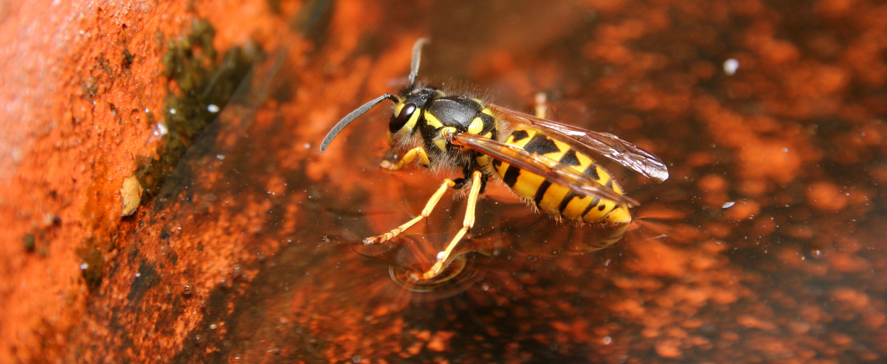 European wasp removal adelaide