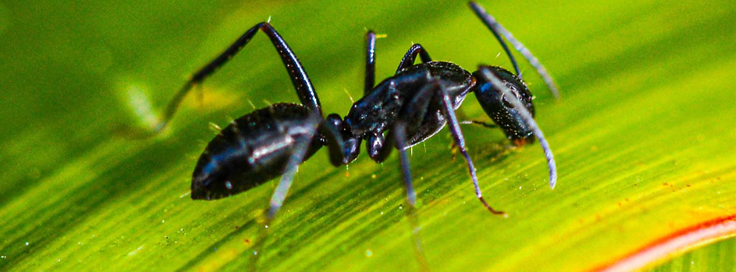 white footed ant pest control adelaide