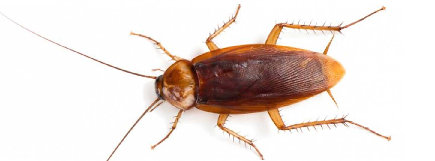 american cockroach control adelaide
