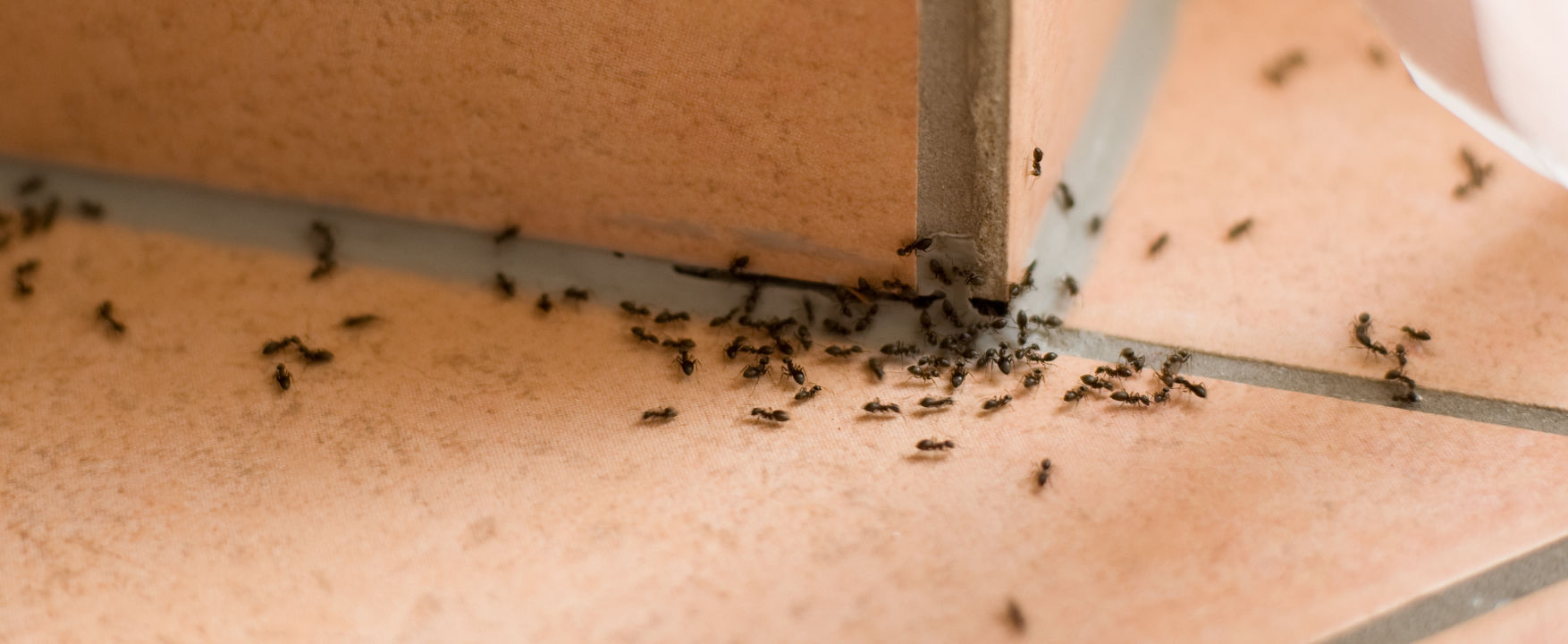 Ant pest control - Adelaide homes
