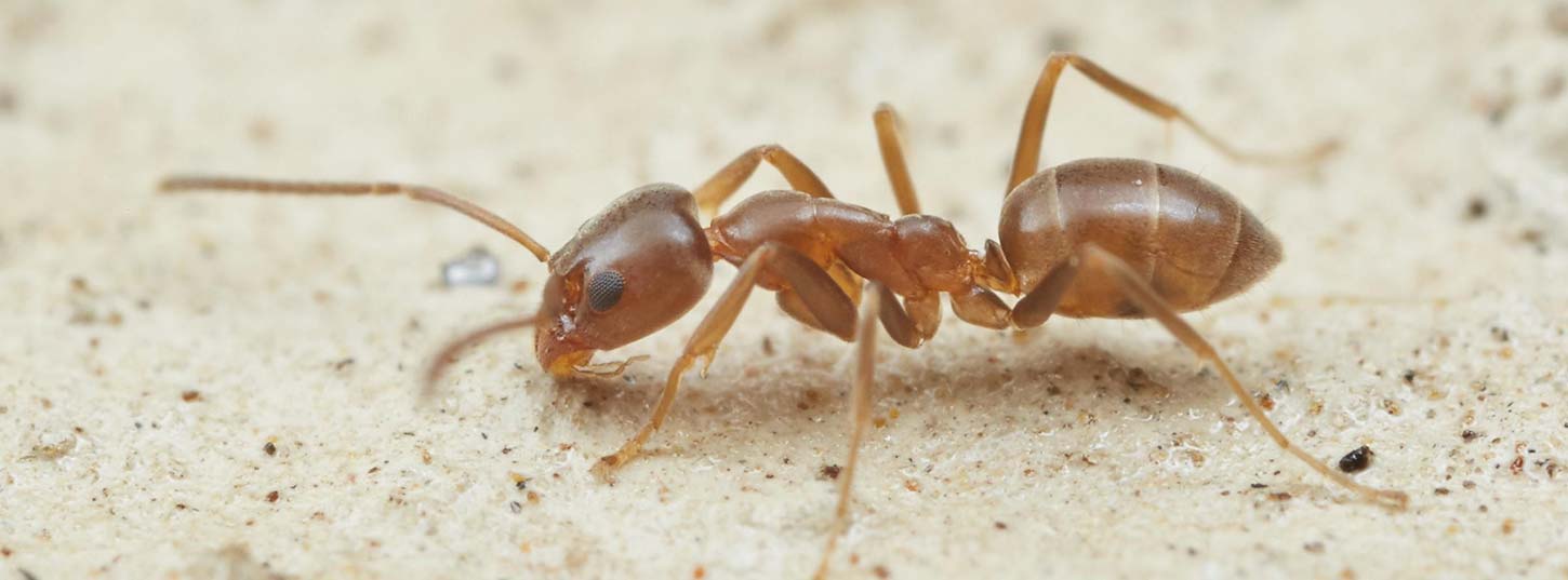 Argentine ant pest control adelaide