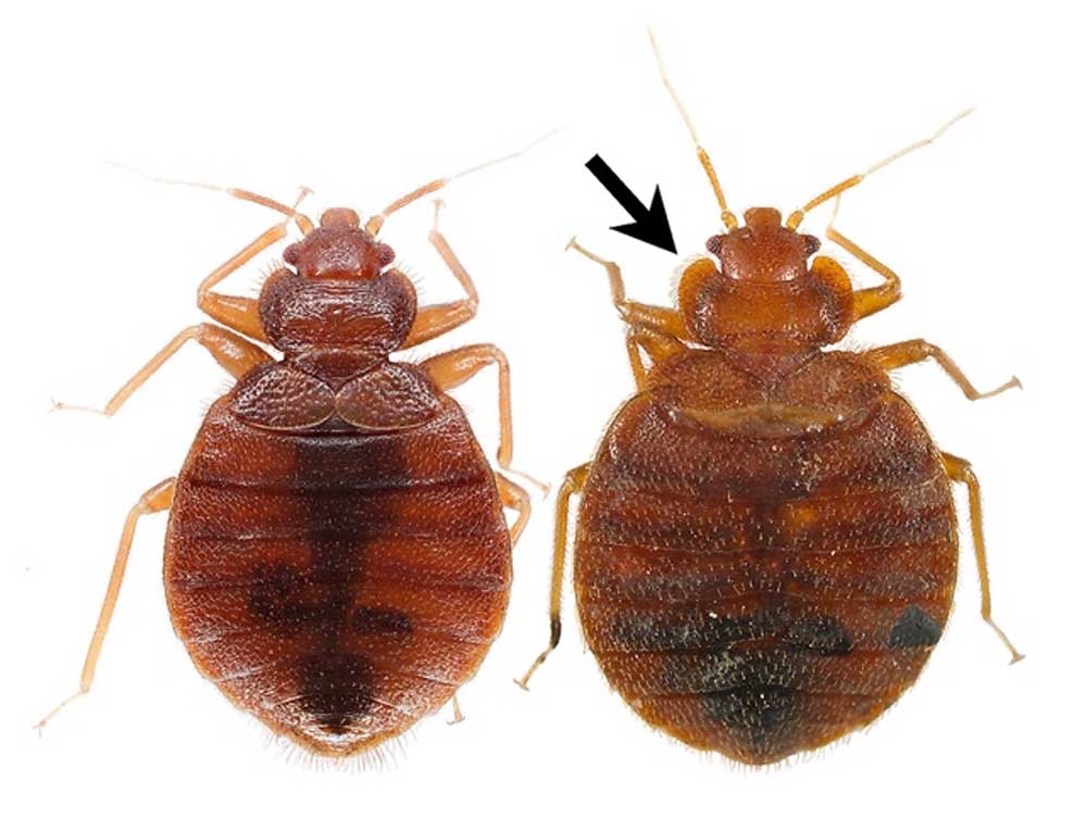 Species comparison between bed bugs in Adelaide