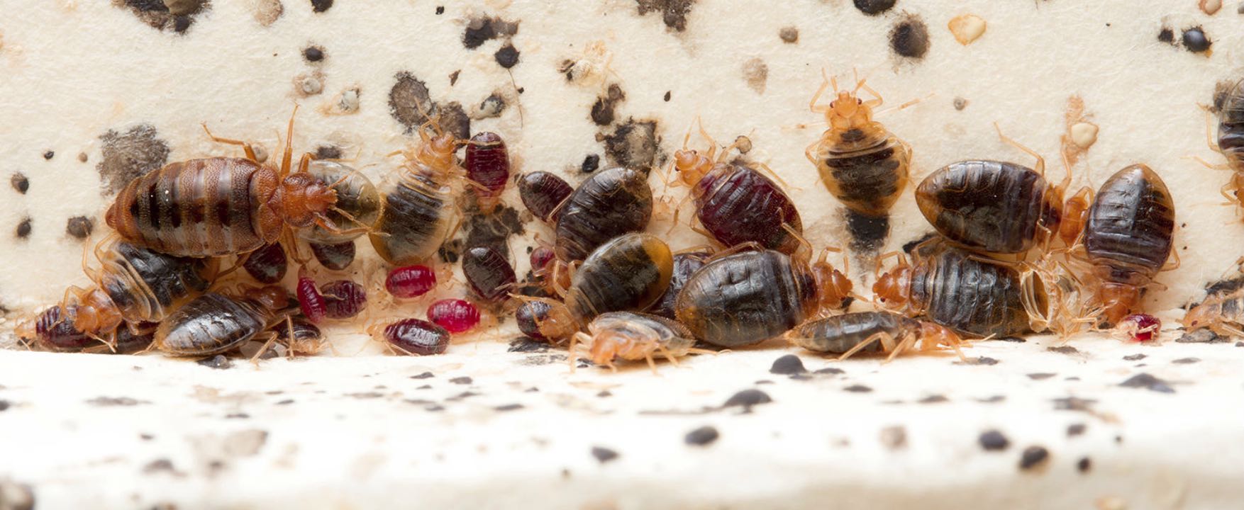 Bed bug treatment Adelaide pest control Exterminator