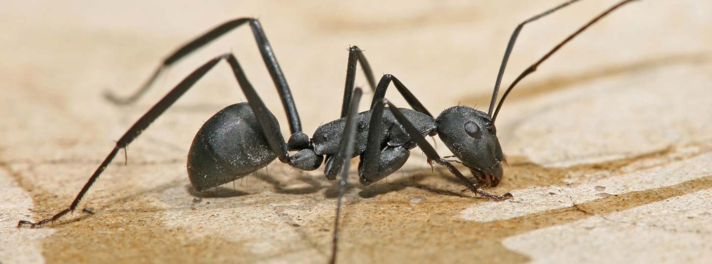 Black ant pest control adelaide
