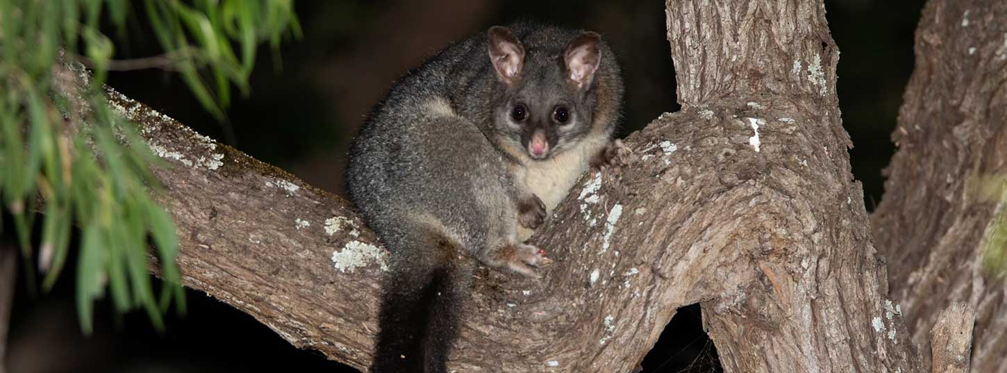 Brushtail possum removal Adelaide - garden damage