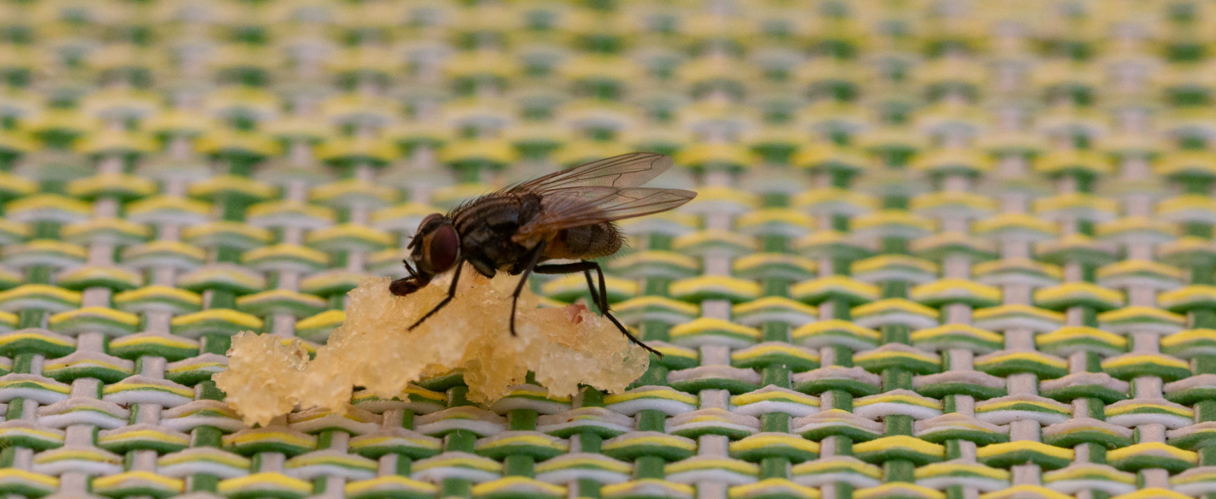 How to get rid of flies - Fly pest control Adelaide pest exterminator