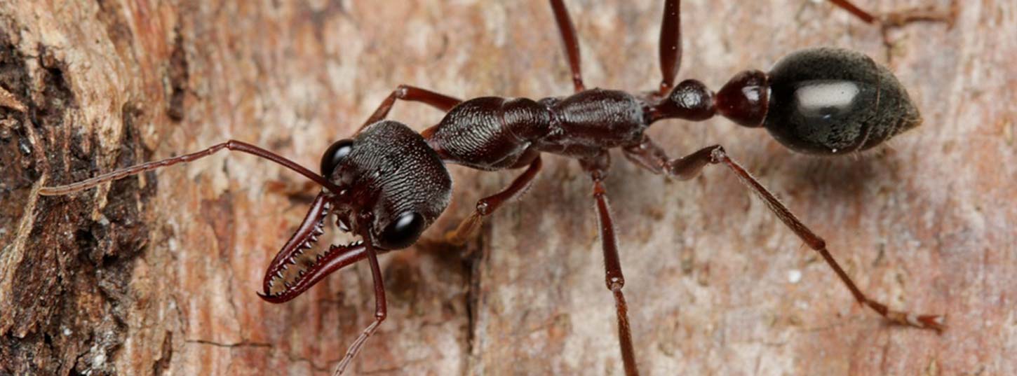inch ant pest control adelaide