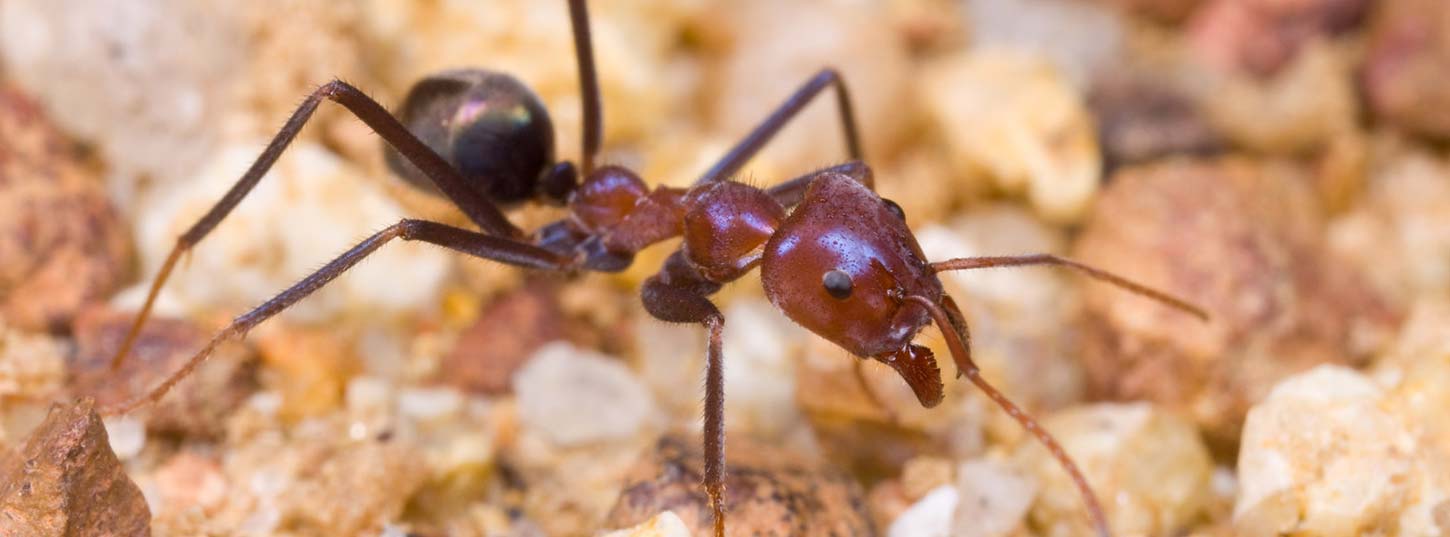 meat ant pest control adelaide