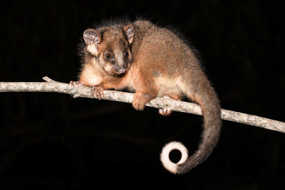 Ringtail possum removal Adelaide – damage to homes