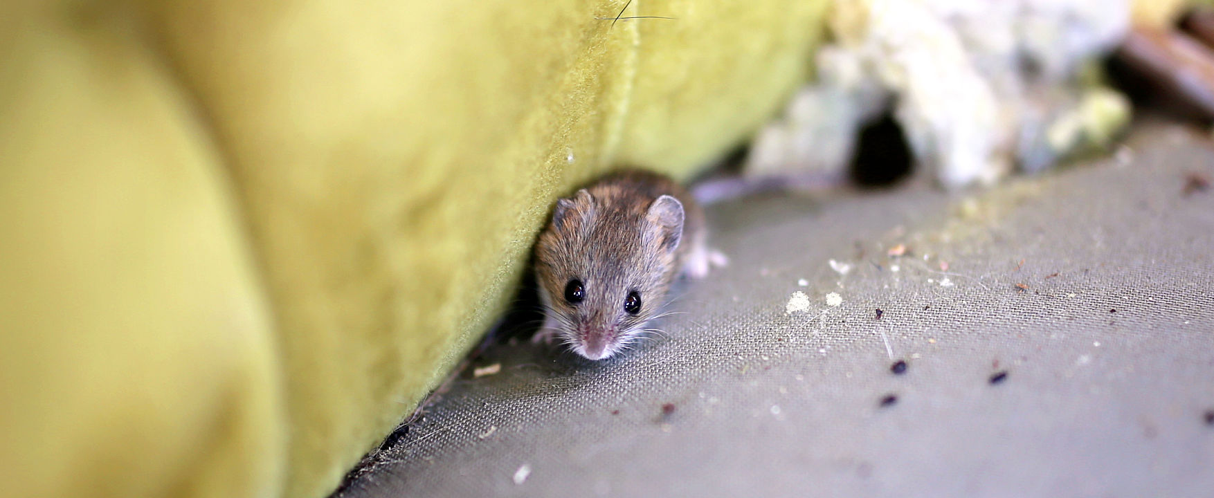 A mouse on the couch means its time for rodent control adelaide pest exterminator