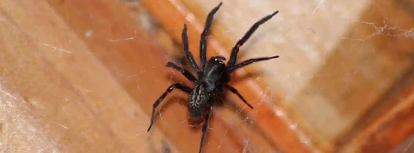 spider-pest-control-adelaide-black-house-spider