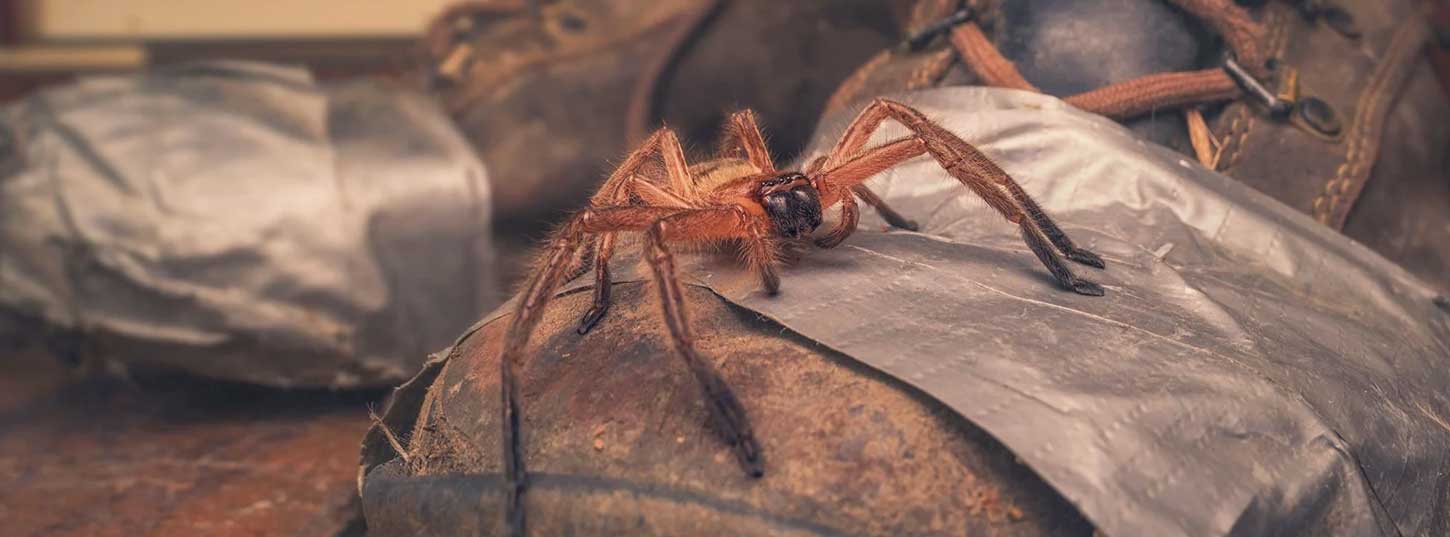 spider-pest-control-adelaide-hustsman-spider