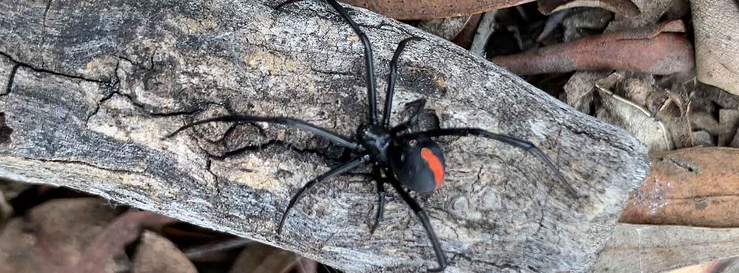 spider-pest-control-adelaide-redback