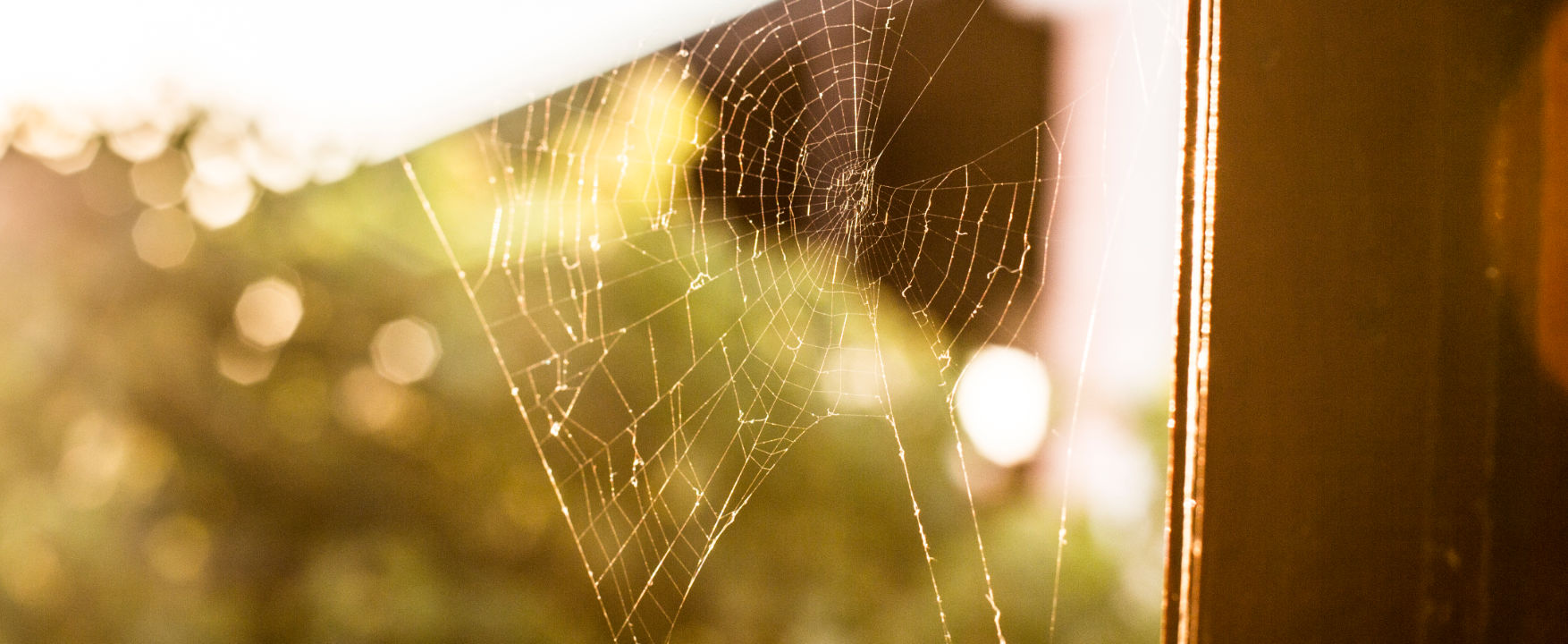 spider pest control Adelaide exterminator - spider webs around the home