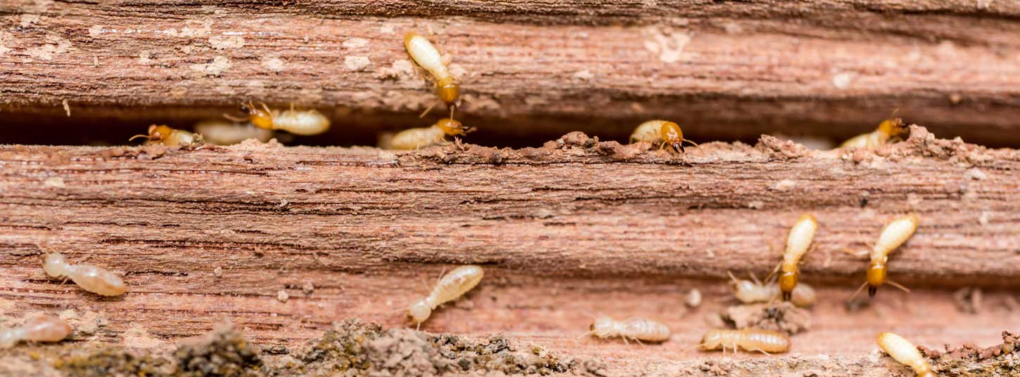 Termite inspection - City of Mitcham