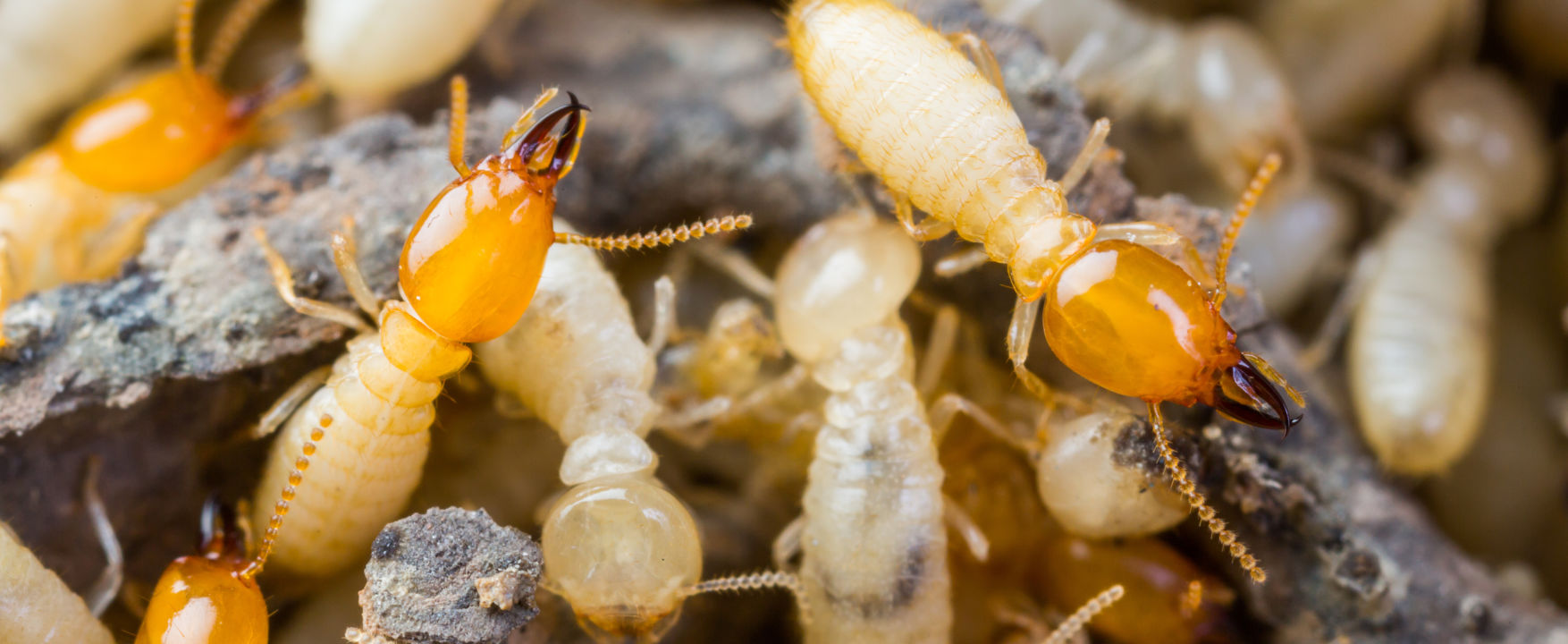 Termite treatment Adelaide - termite inspections